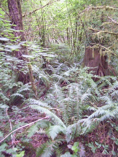 The trail winds through a second growth forest.